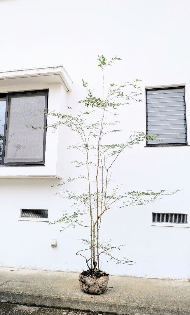 美の極み。山採りウメモドキ。