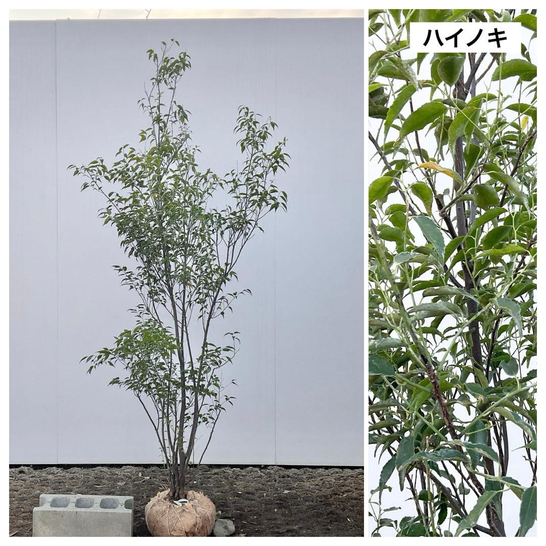 山採り　ハイノキ/ 1039