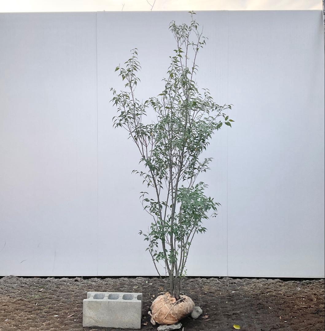 山採り　ハイノキ/ 1039