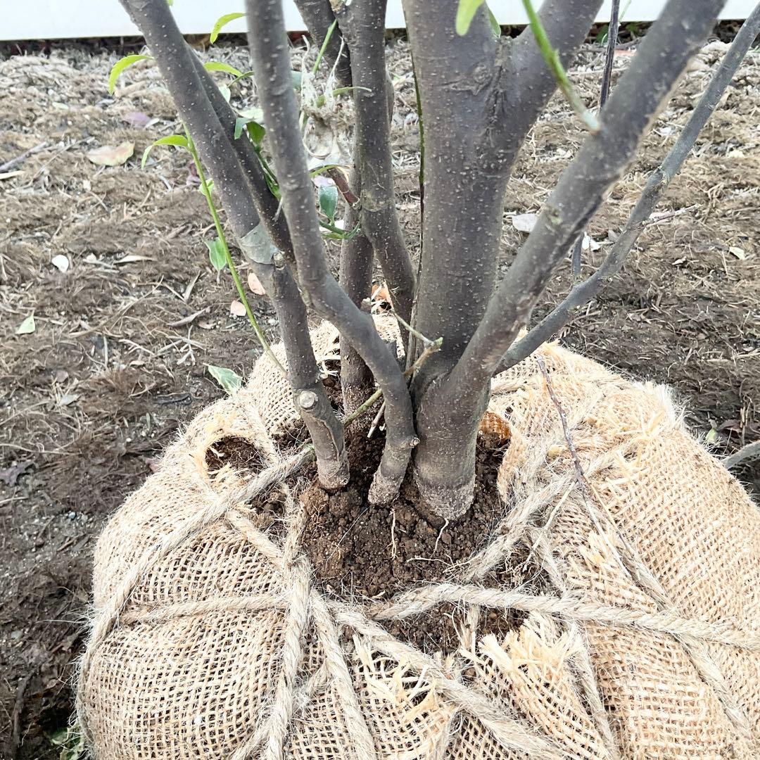 山採り　ハイノキ/ 1039