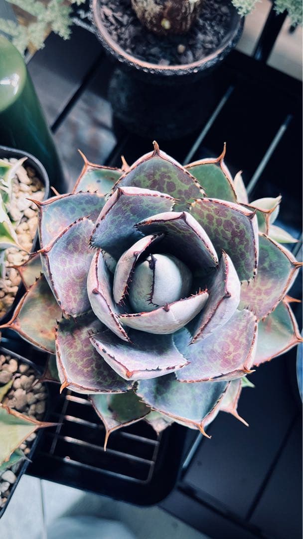 アガベ ハイブリッド hyb 瀧雷×血雷