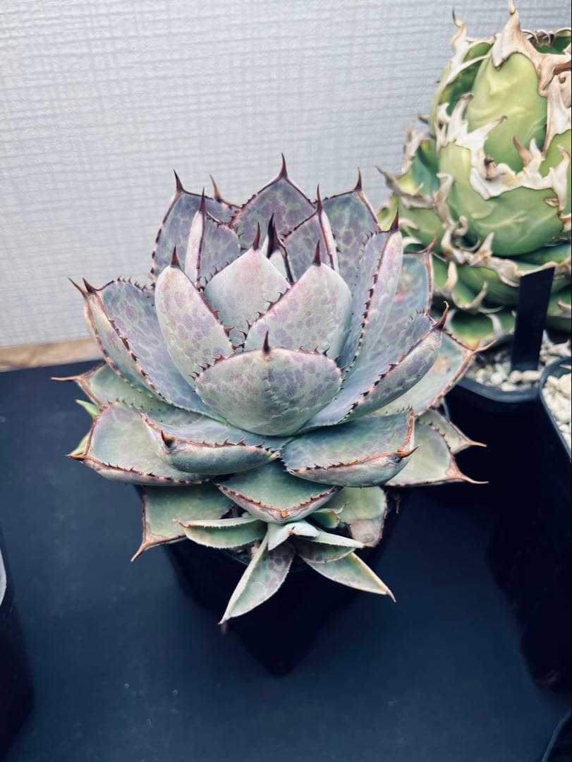 アガベ ハイブリッド hyb 瀧雷×血雷