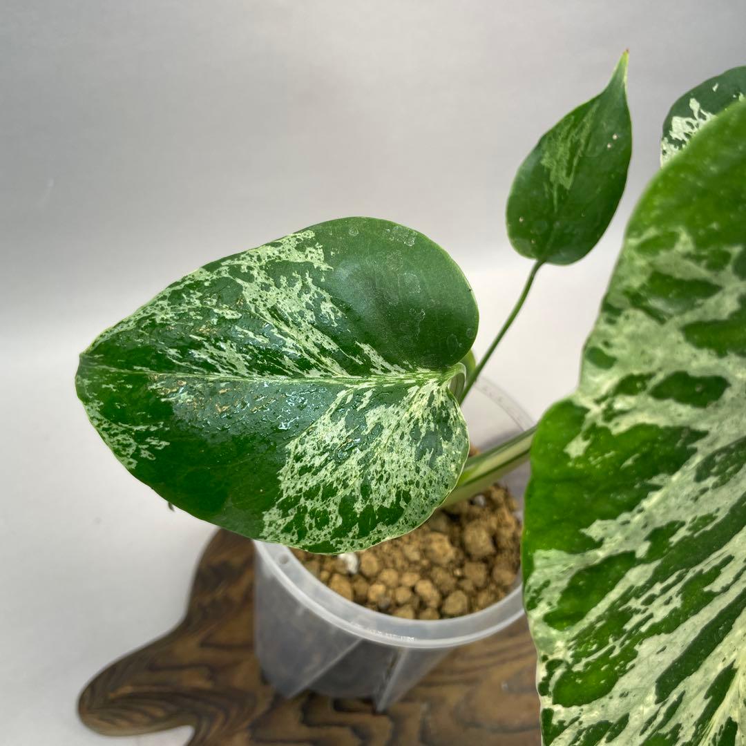 ワ*ャ様 lsw679品種保証！Bulbasaurモンステラ・フシギダネ　斑入り