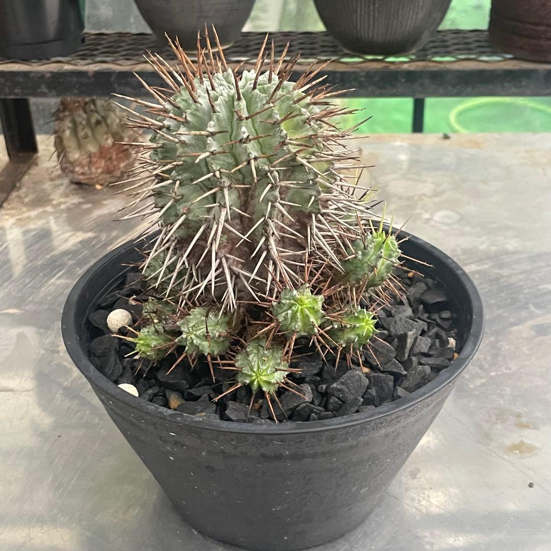 棘好き必見❗️大人気種❗️ 強棘　ホリダ　マジョール　(検索　オベサ　バリダ