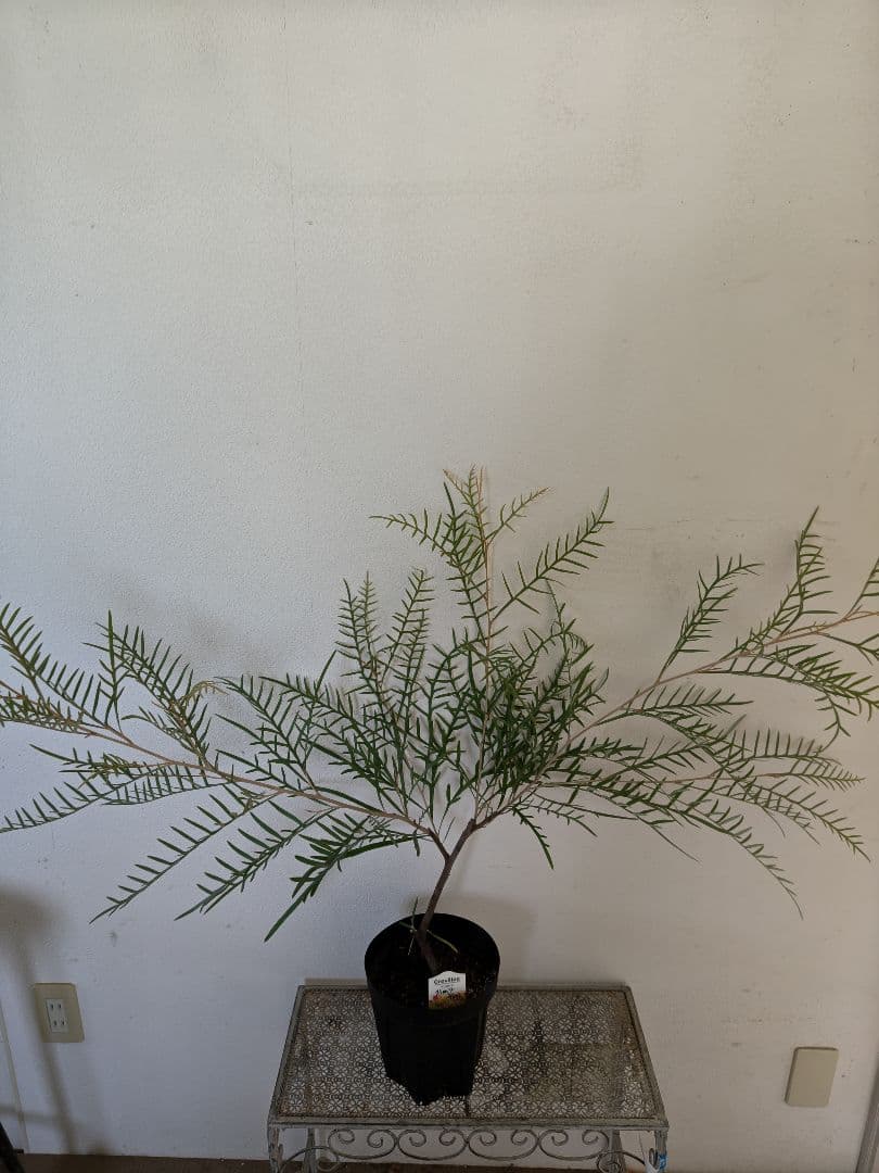 グレビレア　ストロベリーブロンド