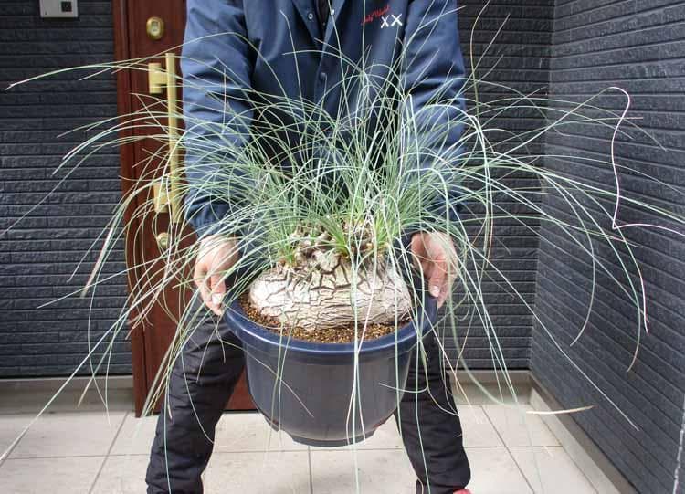 【現品】カリバナス・フーケリー（Calibanus hookeri）12号　３R