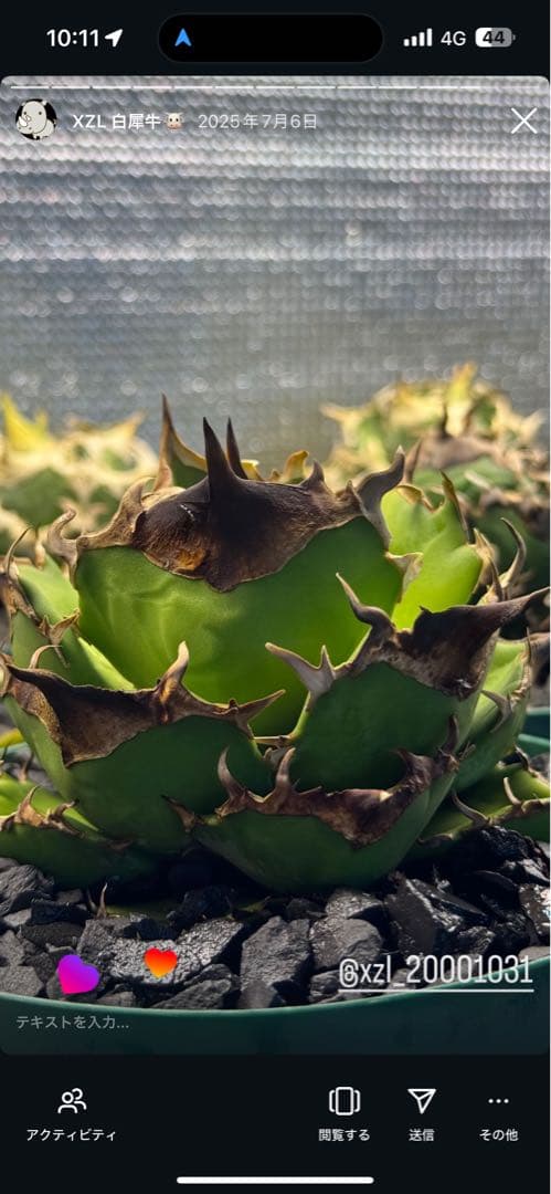 xzl 白犀牛　子株　アガベ