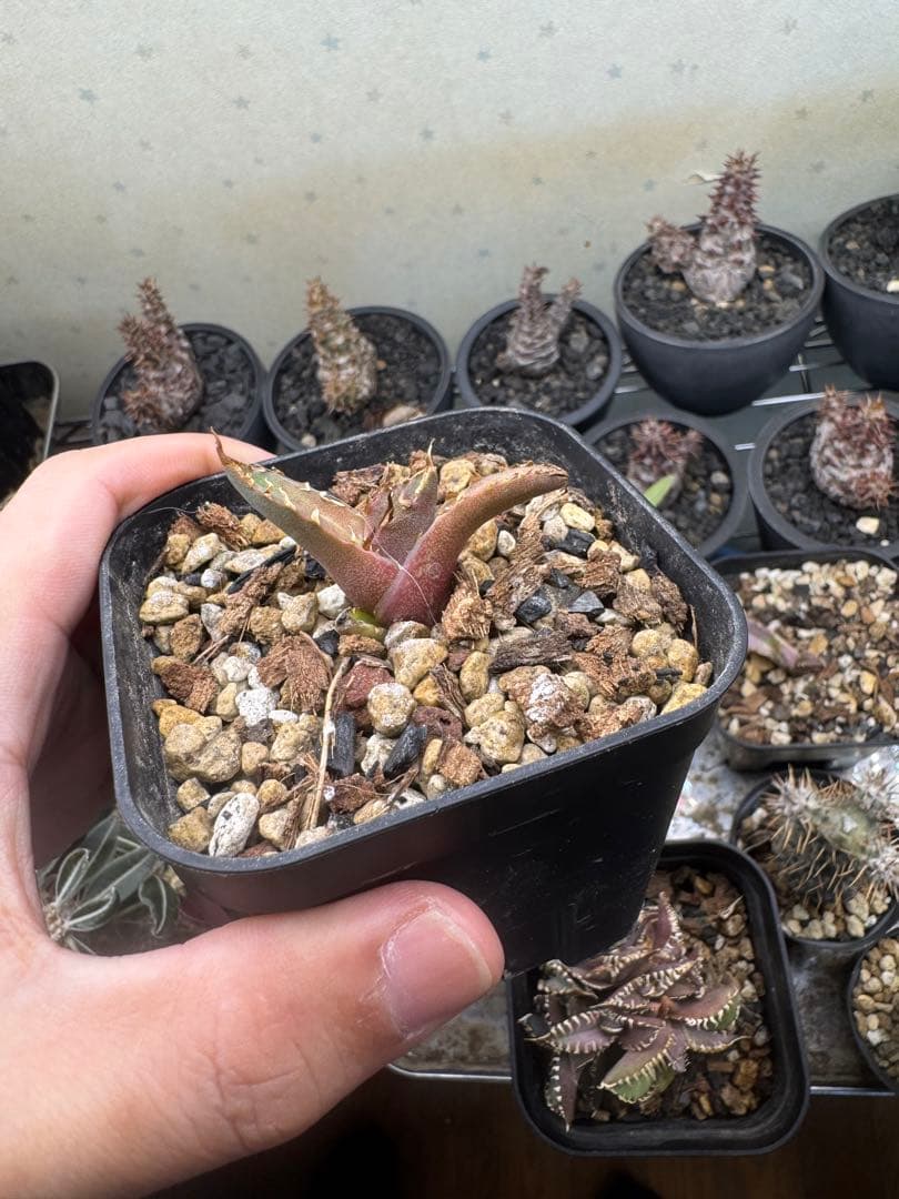 xzl 白犀牛　子株　アガベ