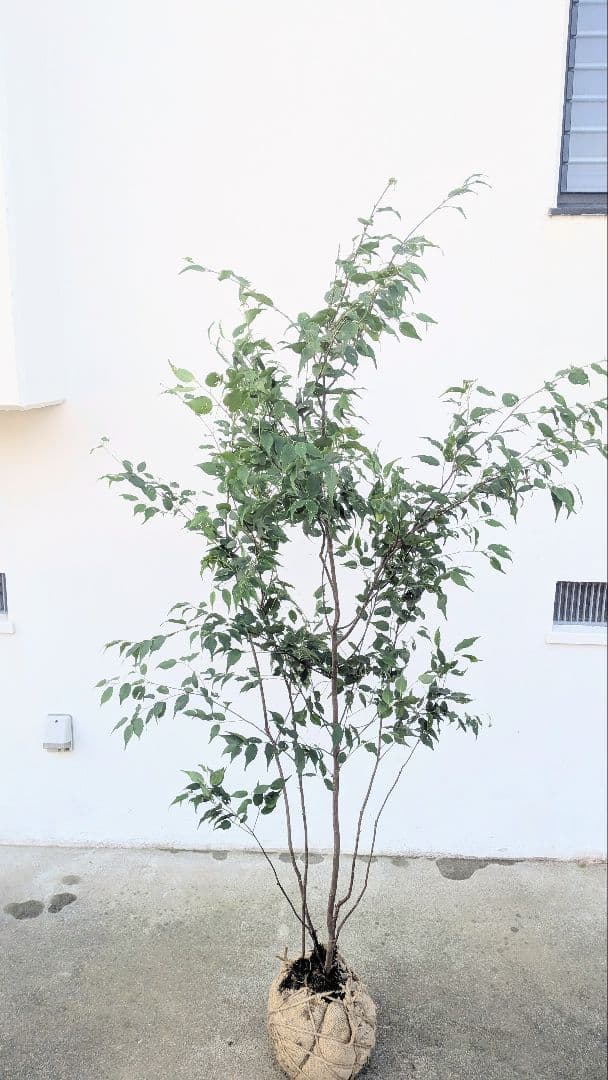 山採りハイノキ株。