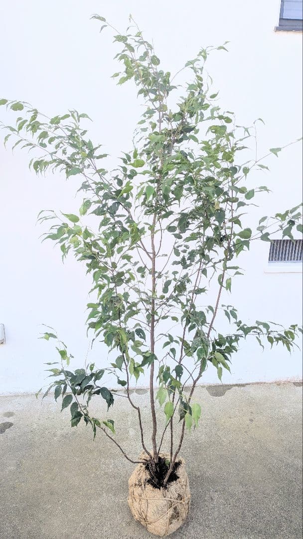 山採りハイノキ株。