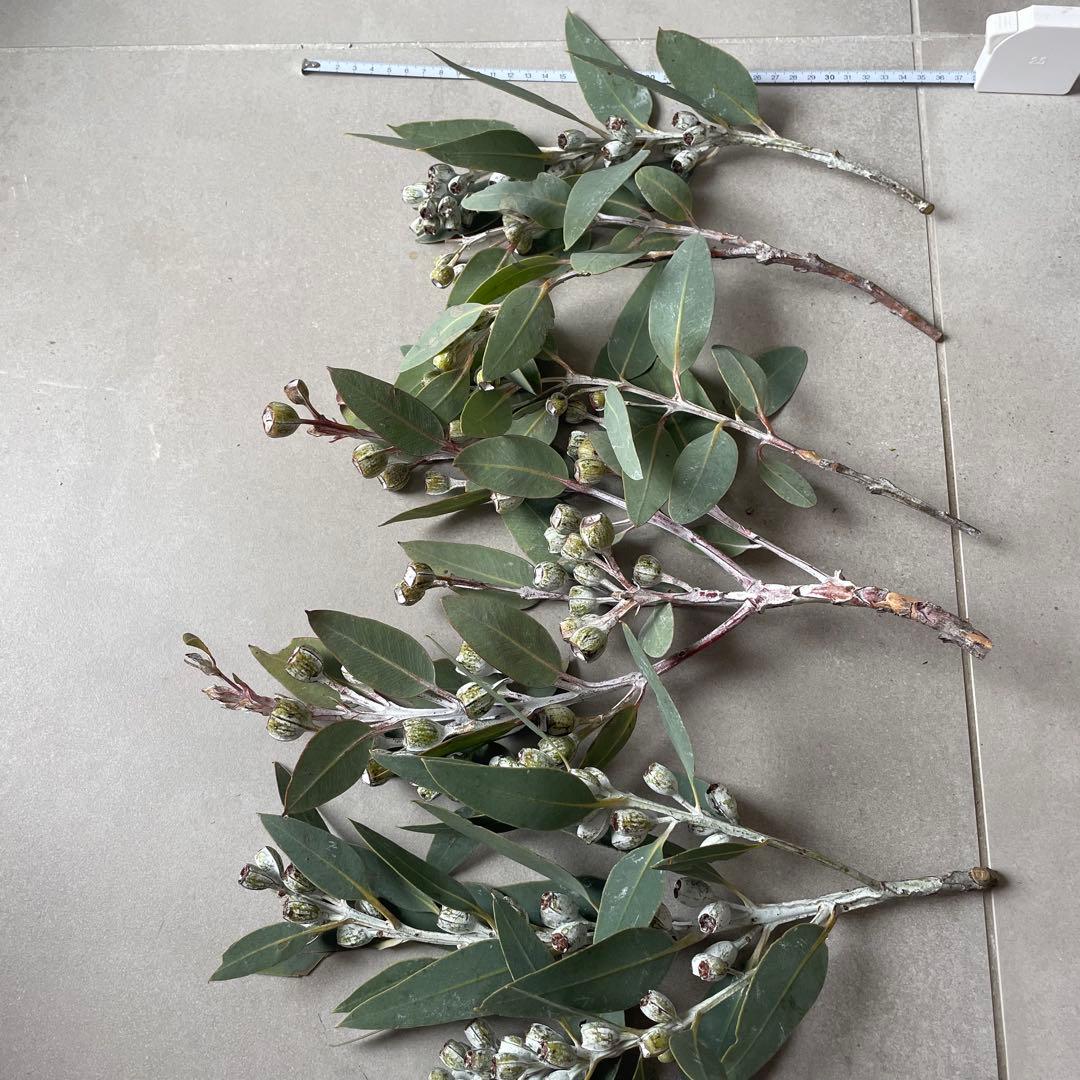 4.テトラゴナナッツ　フレッシュ生花　ユーカリ