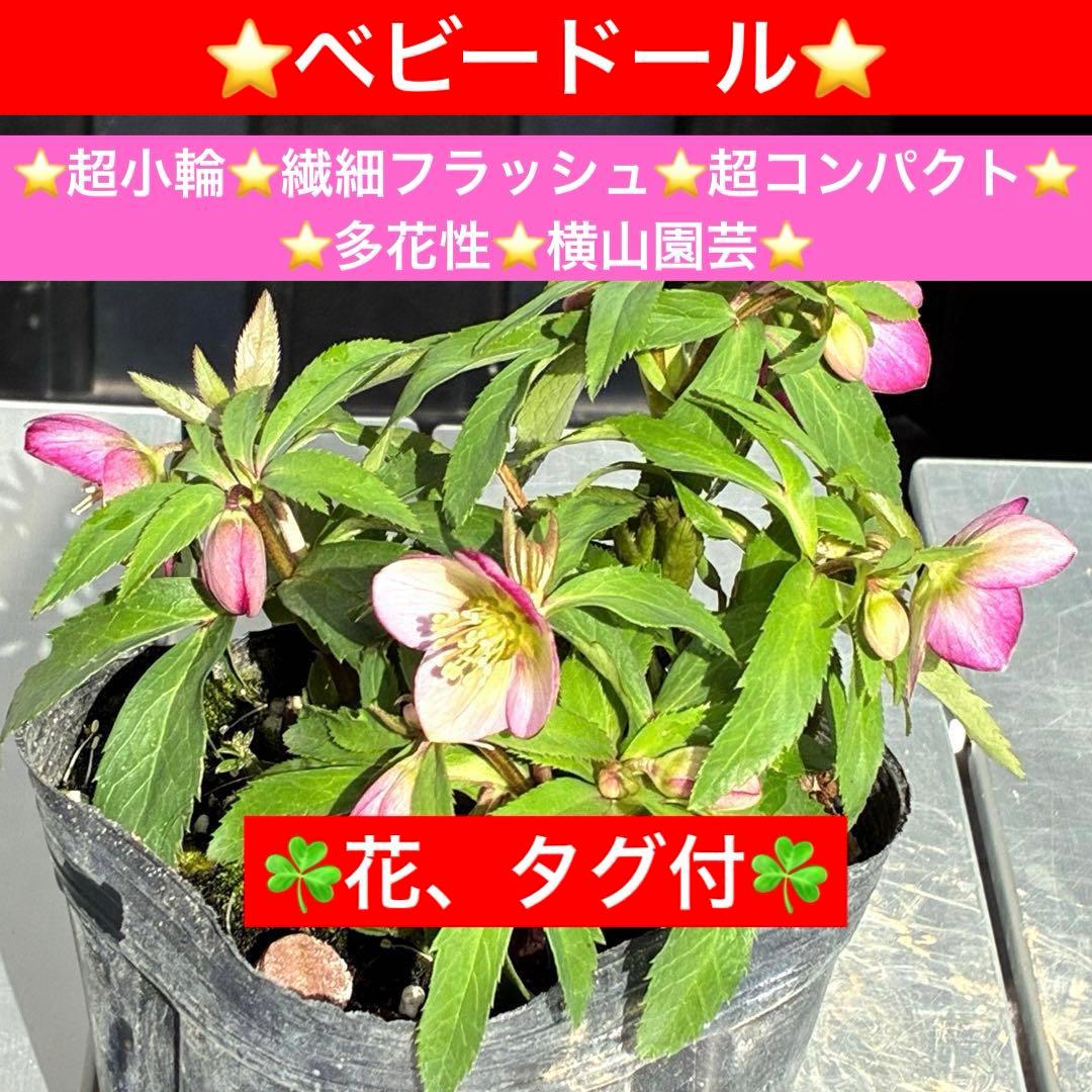 も*子様 3424☘️花、タグ付☘️ベビードール⭐️超小輪⭐️繊細フラッシュ⭐️