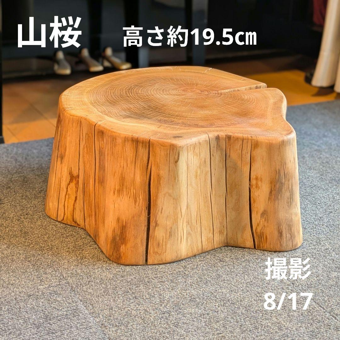 山桜　天然木　切り株　輪切り　高さ約19.5㎝