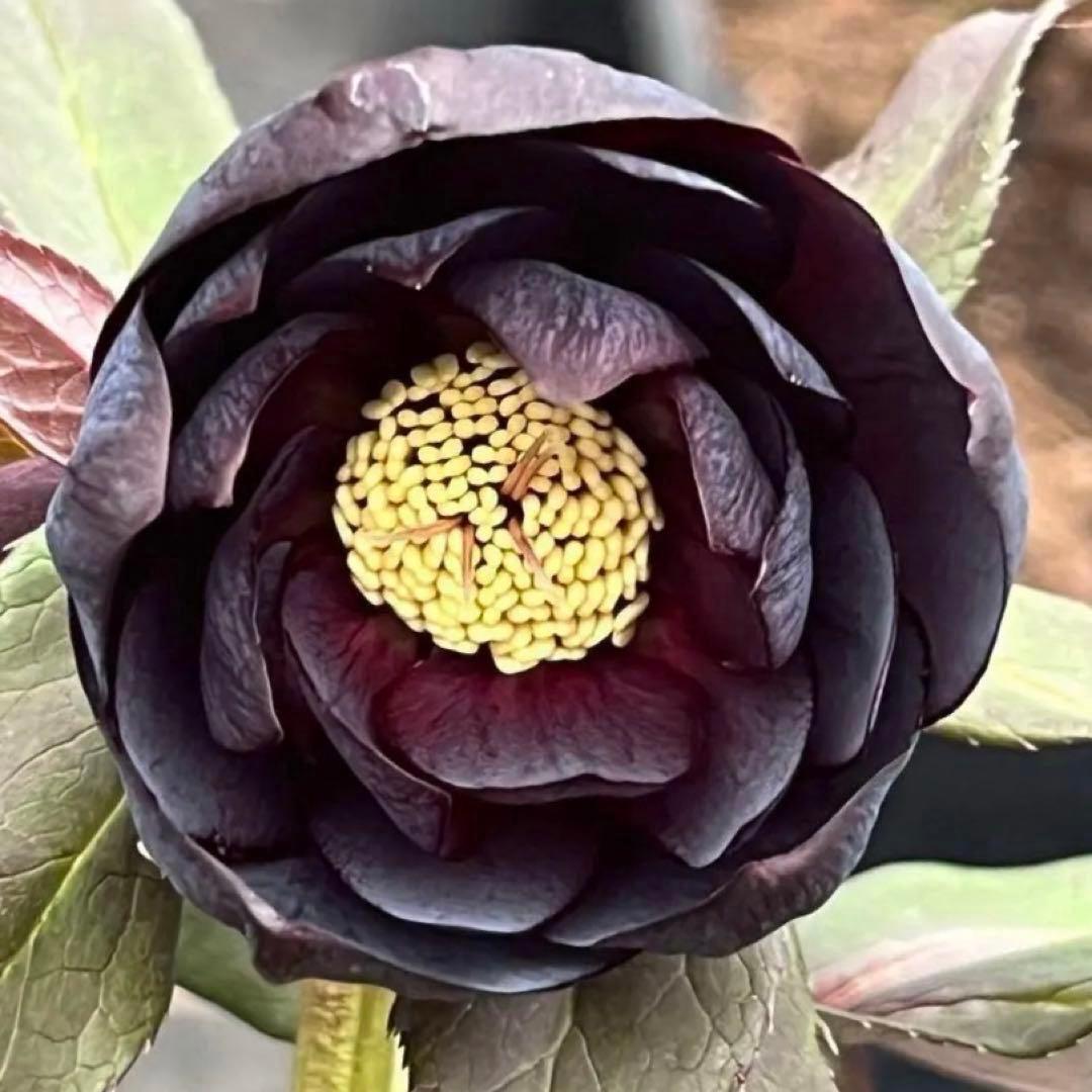 バ*カ様 ☘️タグ付き☘️3348⭐️Ashwood⭐️⭐️DD BLACK ⭐