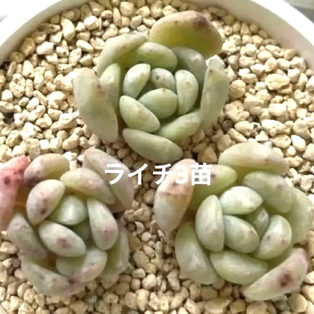 ෆ˚*感謝セールෆ˚* ライチ 3苗 抜き苗 寄せ植え 多肉植物