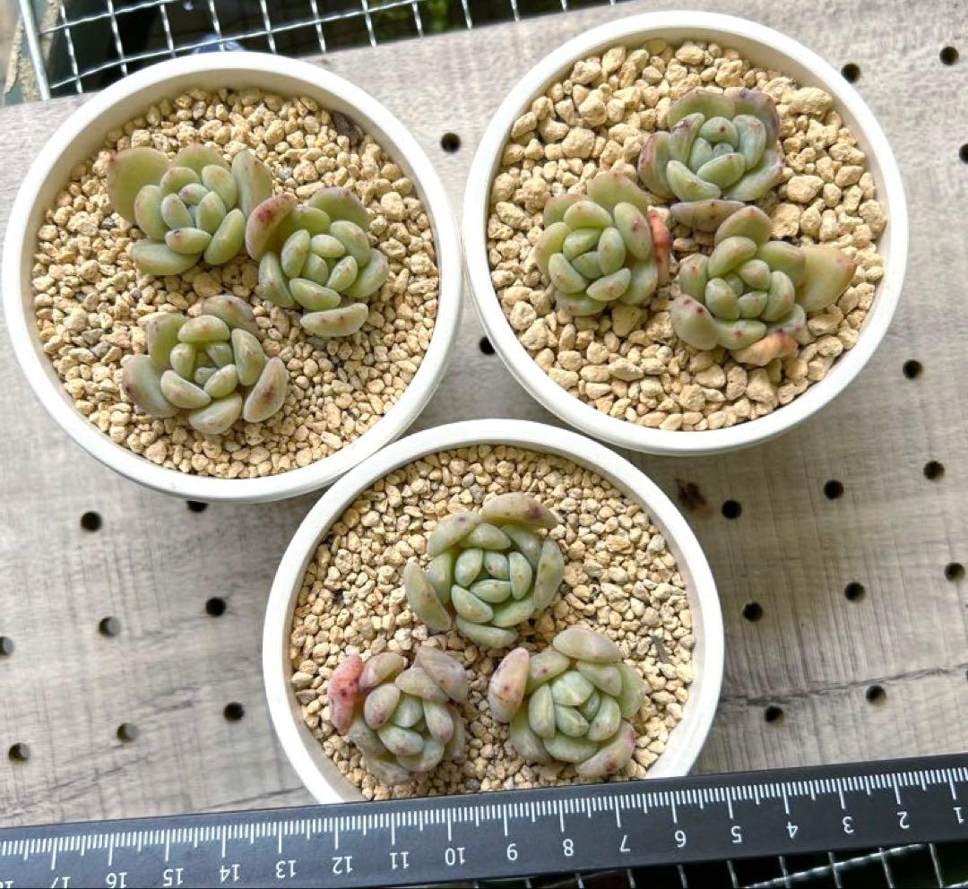 ෆ˚*感謝セールෆ˚* ライチ 3苗 抜き苗 寄せ植え 多肉植物