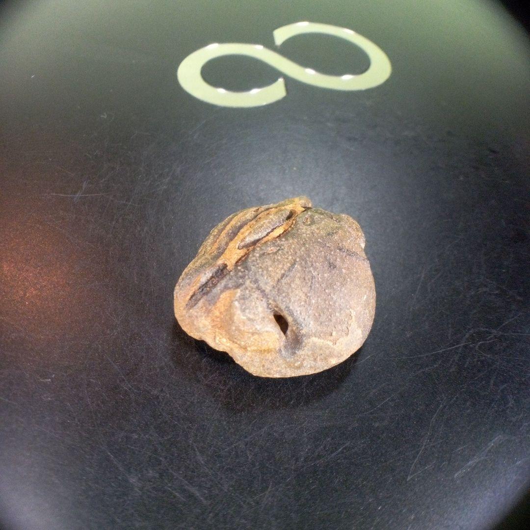 三葉虫　南米産　化石　fossil　ボリビア産　trilobite　南米化石郡④