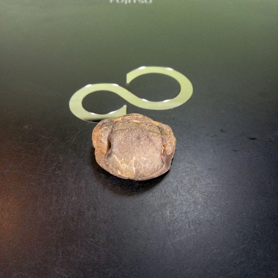 三葉虫　南米産　化石　fossil　ボリビア産　trilobite　南米化石郡④