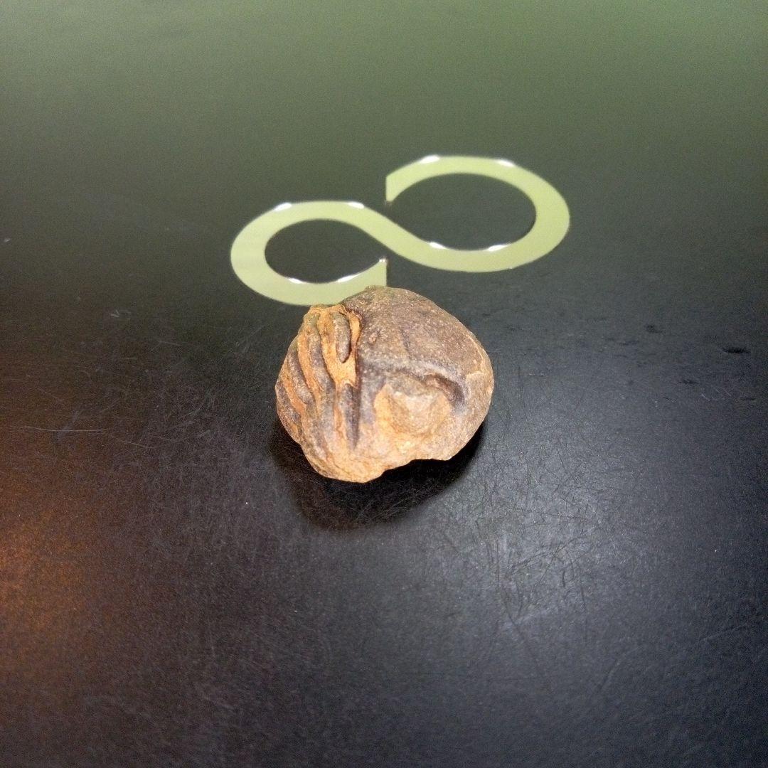 三葉虫　南米産　化石　fossil　ボリビア産　trilobite　南米化石郡④