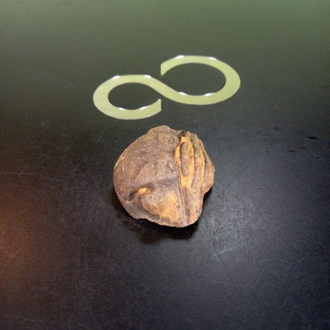 三葉虫　南米産　化石　fossil　ボリビア産　trilobite　南米化石郡④