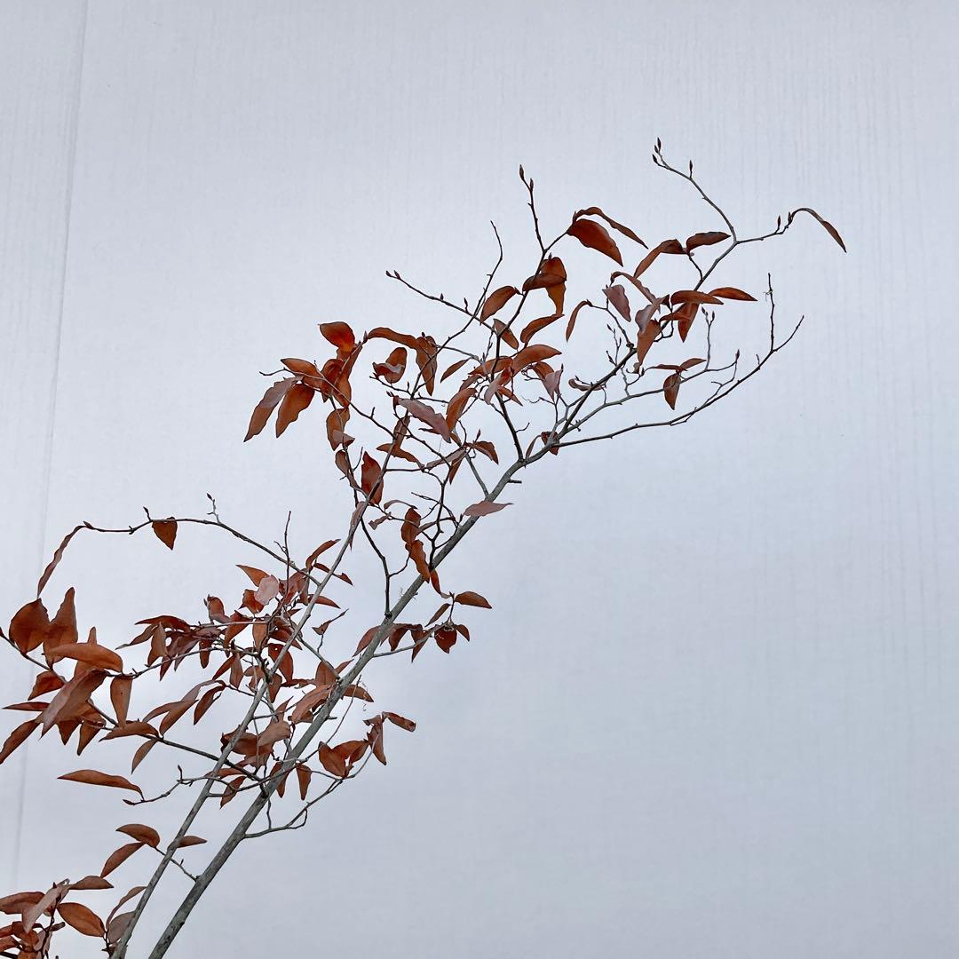 やよっぴさん専用　ヤマコウバシ/ 964