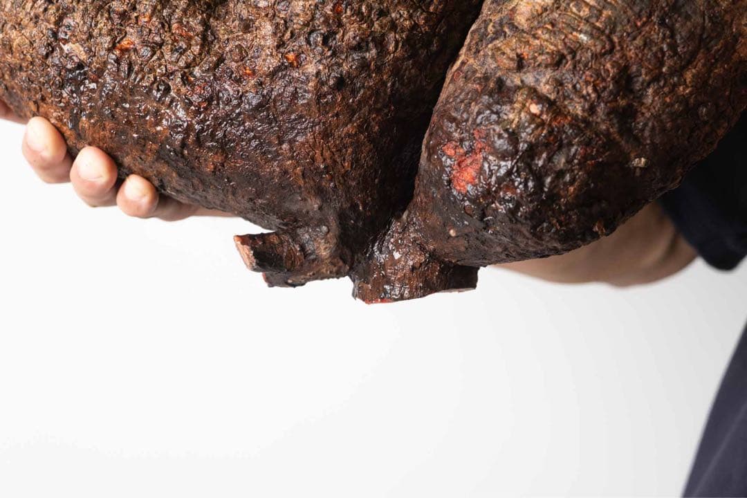 FP56 オペルクリカリア パキプス ベアルート株