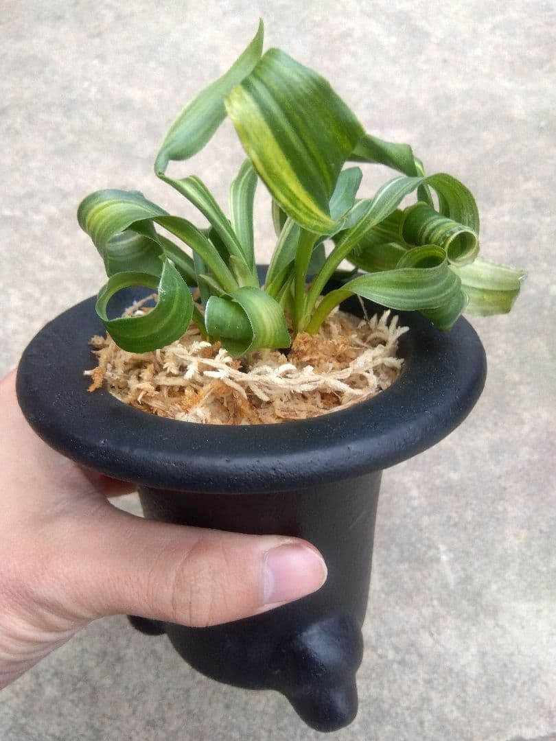 pao.　万年青　おもと　獅子　縞斑　4号陶器鉢つき　3株群生❗　ら