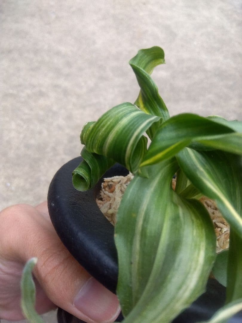 pao.　万年青　おもと　獅子　縞斑　4号陶器鉢つき　3株群生❗　ら