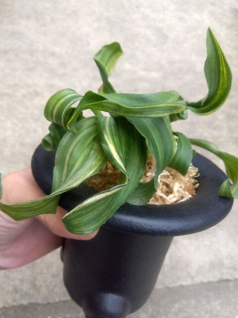 pao.　万年青　おもと　獅子　縞斑　4号陶器鉢つき　3株群生❗　ら