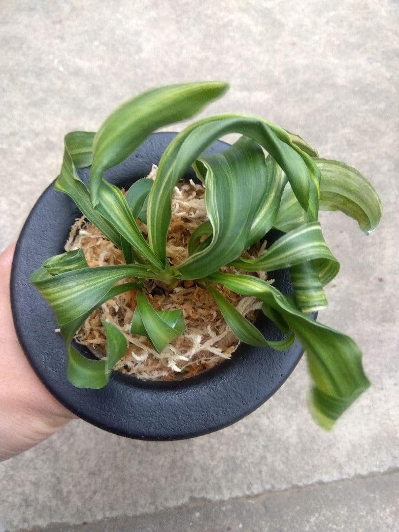 pao.　万年青　おもと　獅子　縞斑　4号陶器鉢つき　3株群生❗　ら