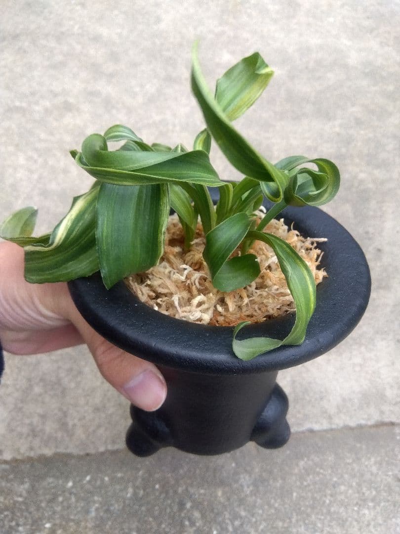 pao.　万年青　おもと　獅子　縞斑　4号陶器鉢つき　3株群生❗　ら