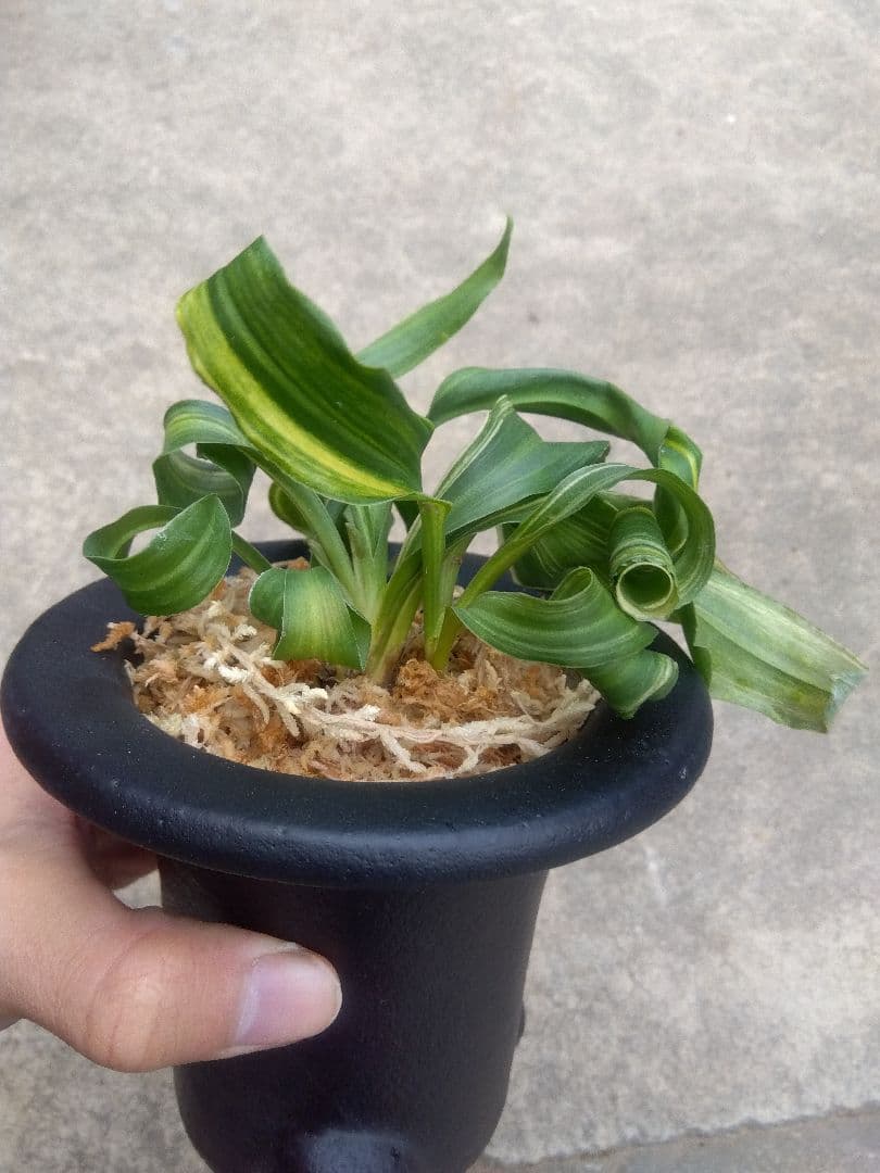 pao.　万年青　おもと　獅子　縞斑　4号陶器鉢つき　3株群生❗　ら