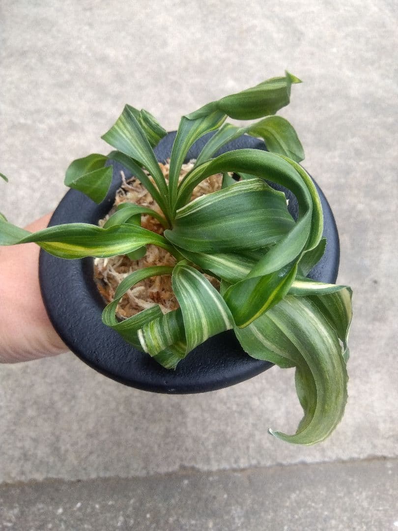 pao.　万年青　おもと　獅子　縞斑　4号陶器鉢つき　3株群生❗　ら