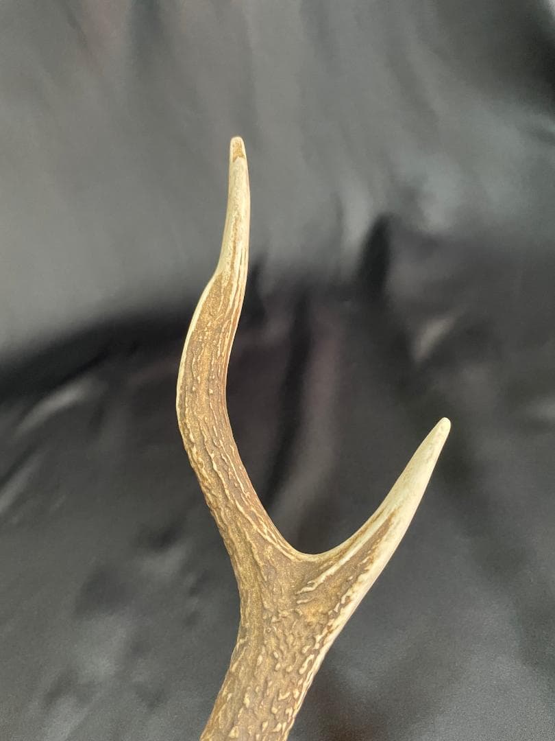 【日本鹿】三段角の日本鹿の頭蓋骨
