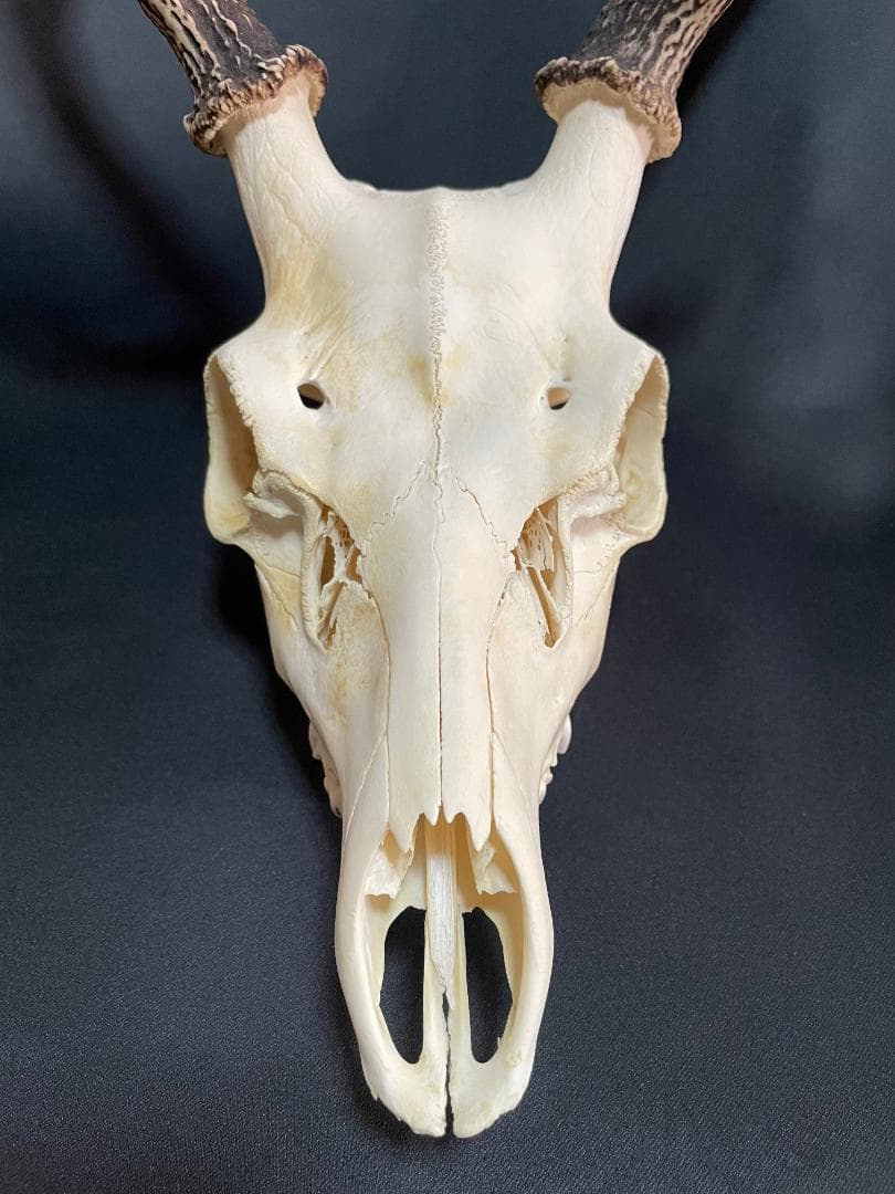 【日本鹿】三段角の日本鹿の頭蓋骨