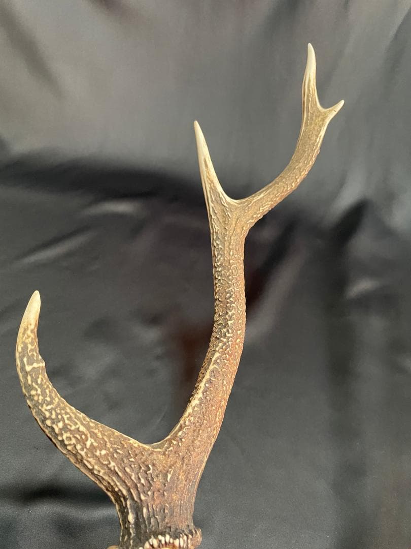 【日本鹿】三段角の日本鹿の頭蓋骨