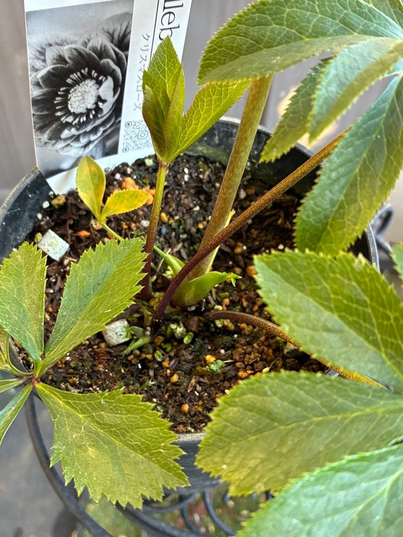 ♡広瀬園芸♡ ミストベイン