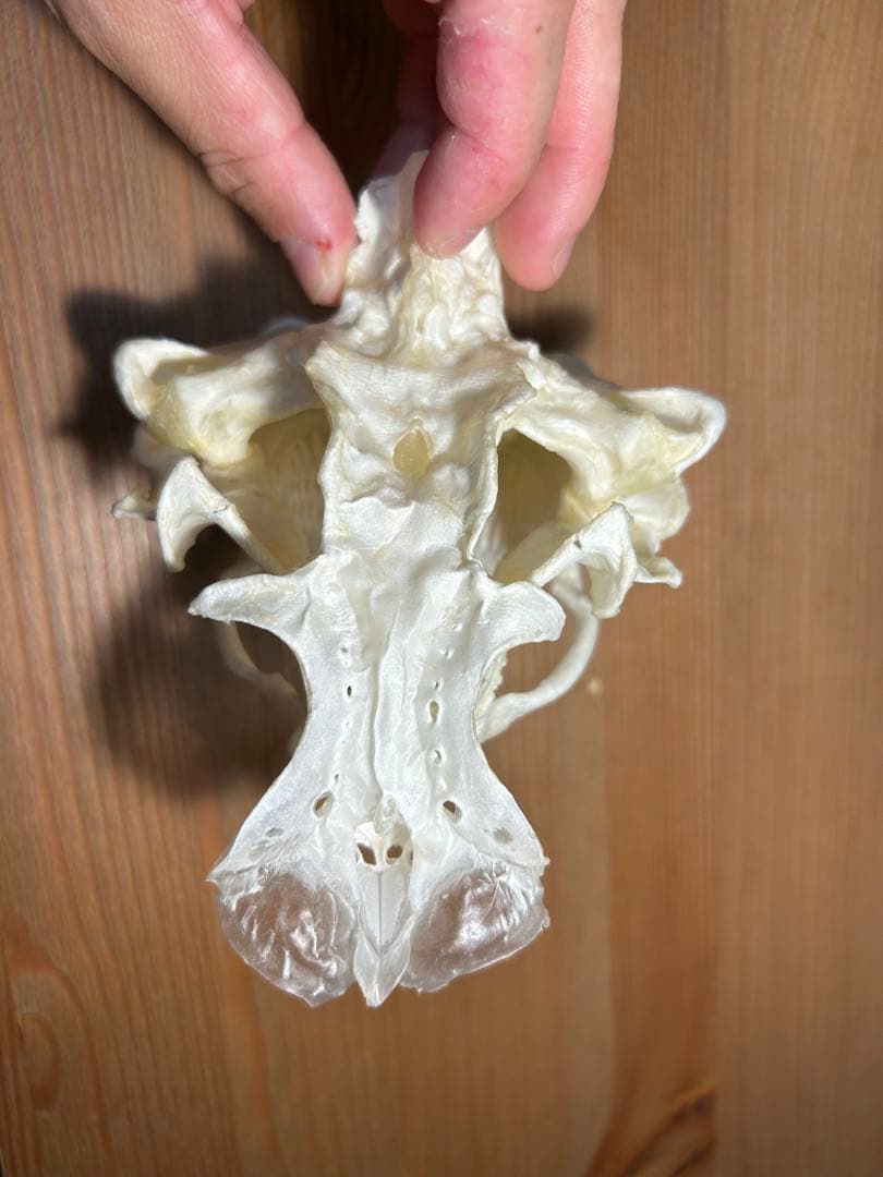 ヨロイザメの頭骨標本(サメ骨格)