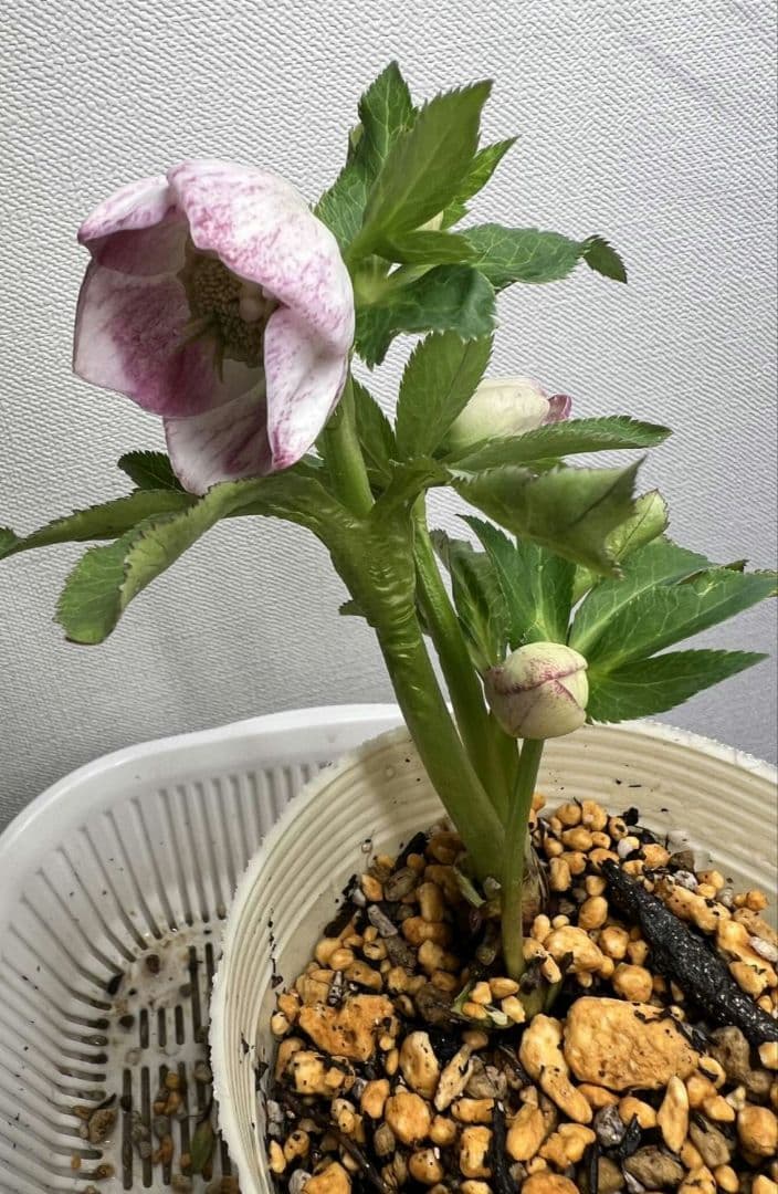 花*菜様 クリスマスローズ　モーリー　苗　株分け