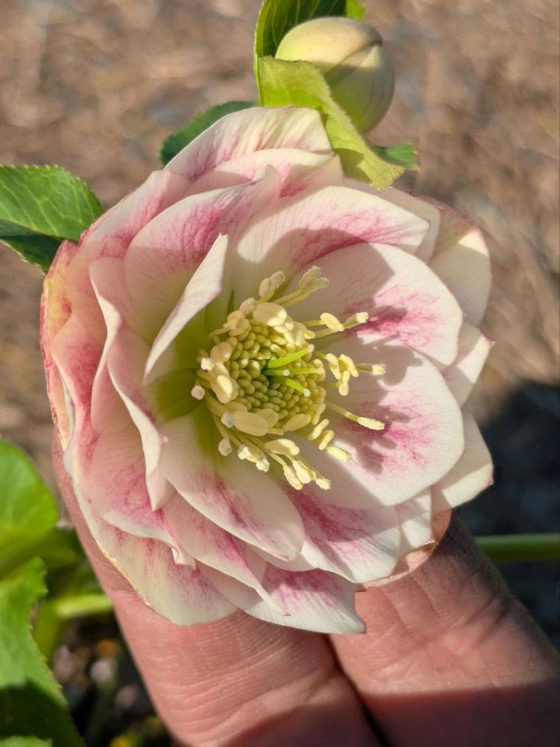 クリスマスローズ WS【オーレア系パステルピンクグラデーション】dd 堀切園