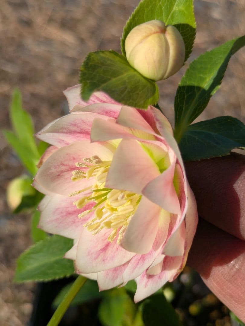 クリスマスローズ WS【オーレア系パステルピンクグラデーション】dd 堀切園