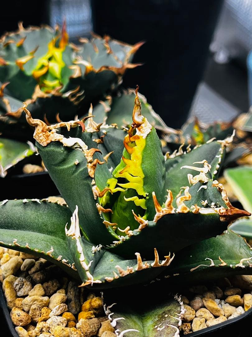 AGAVE TITANOTA イタリアメリクロン変異ロット株（子株付き）