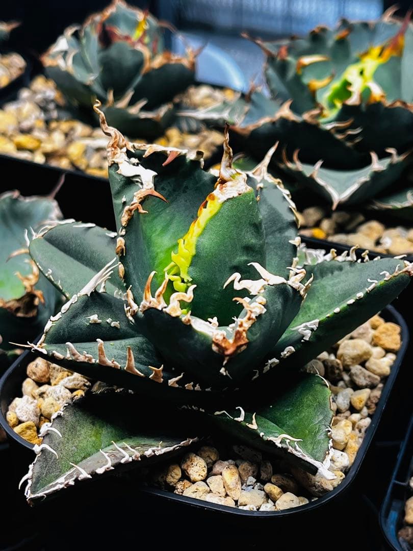 AGAVE TITANOTA イタリアメリクロン変異ロット株（子株付き）