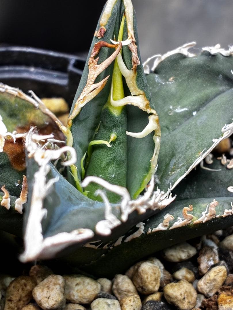 AGAVE TITANOTA イタリアメリクロン変異ロット株（子株付き）