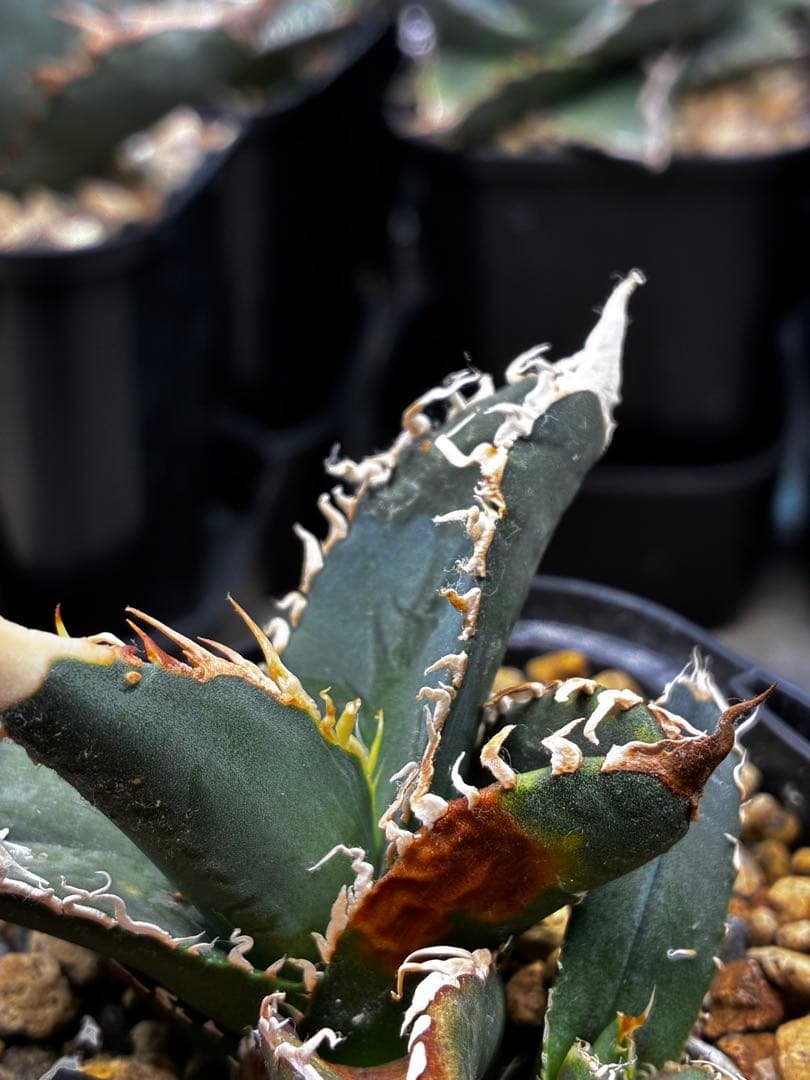 AGAVE TITANOTA イタリアメリクロン変異ロット株（子株付き）