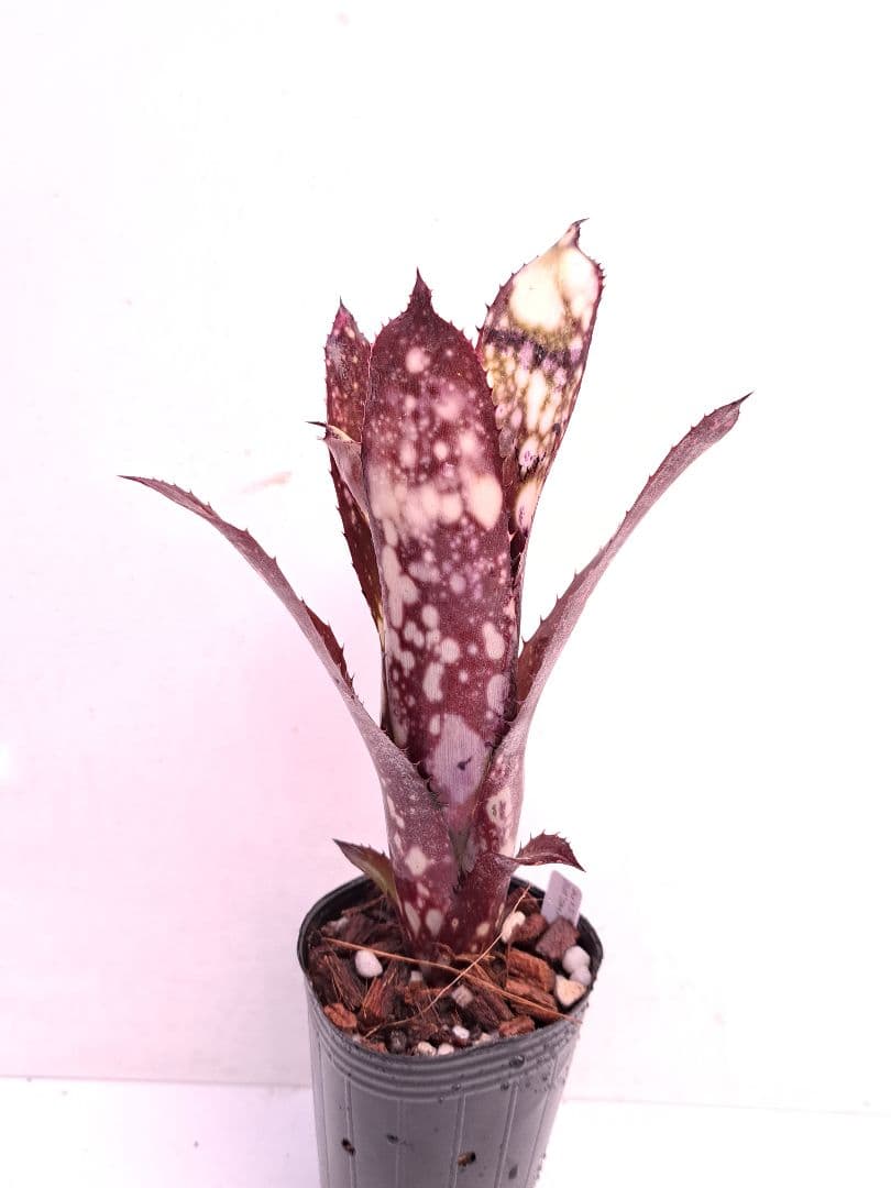 Billbergia ‘DM×Afterglow’×‘Purple Haze’