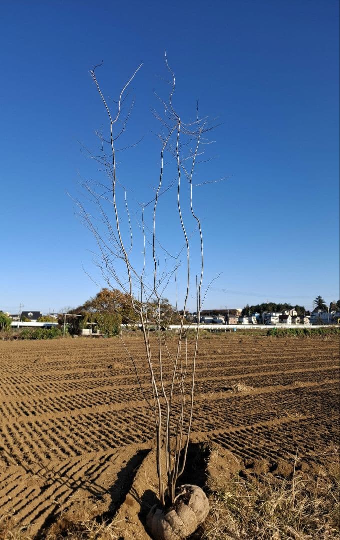 アブラチャン 山彩り ――アオダモ アオハダ モミジ 雑木 ――