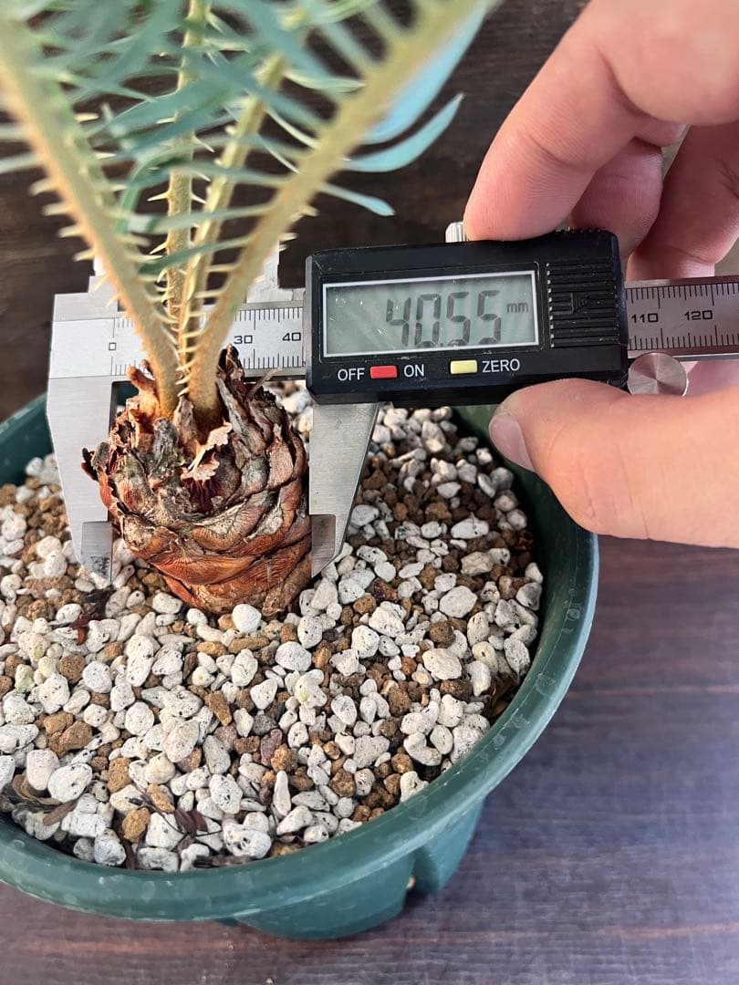 サイカスカイルンシアナ スーパーブルー短葉　M16