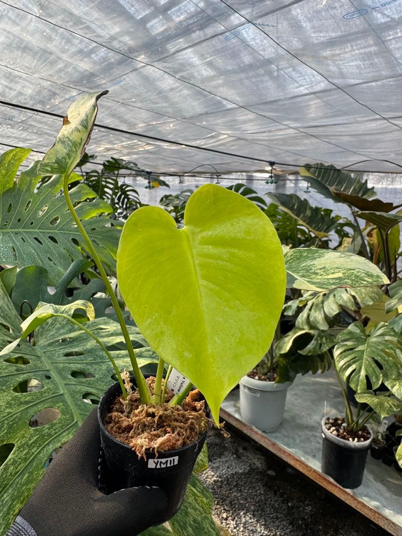 YM11 モンステラ　イエローマリリン　黄斑入り