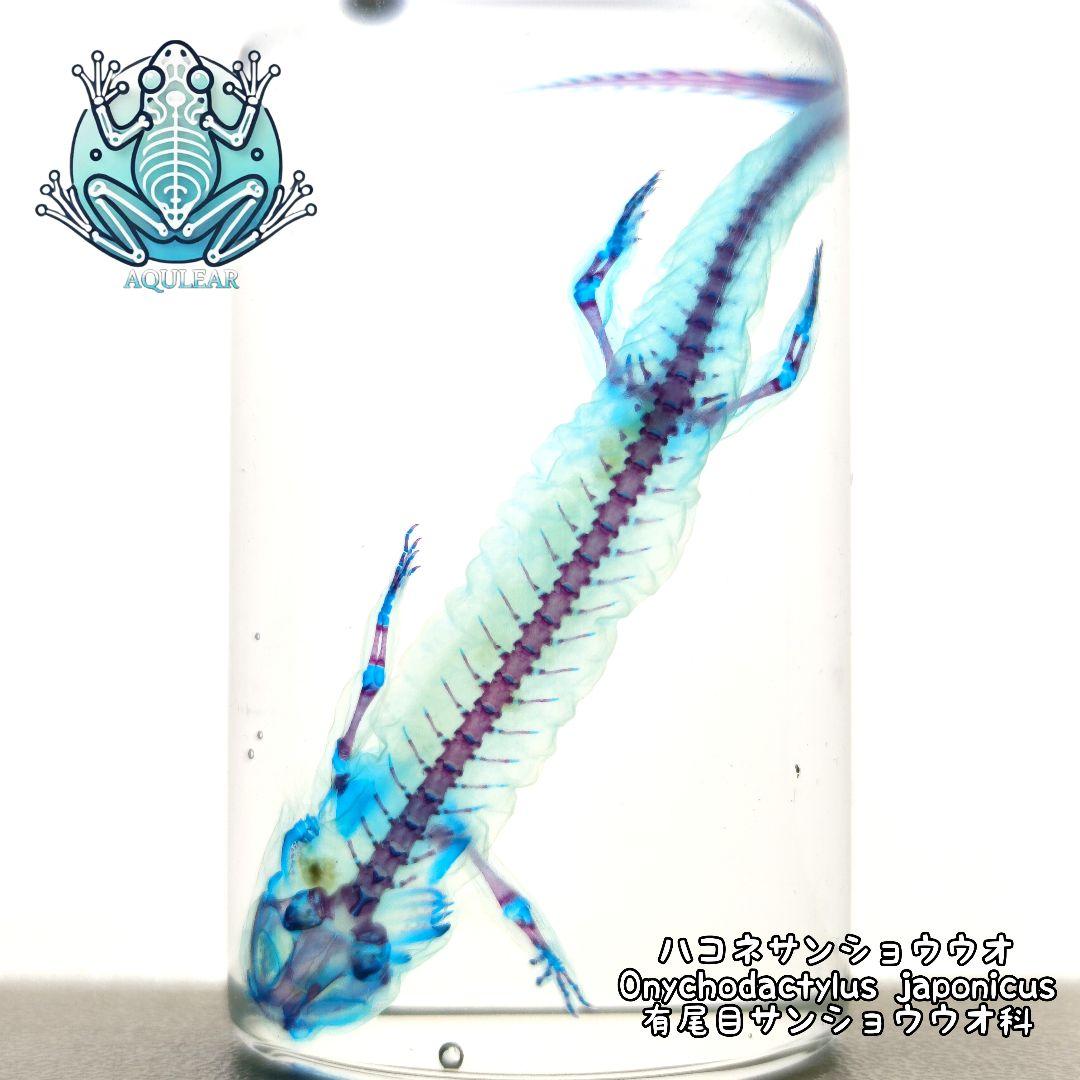 【1点物】極美品☆極希少 透明骨格標本 ハコネサンショウウオ 幼体 約50mm